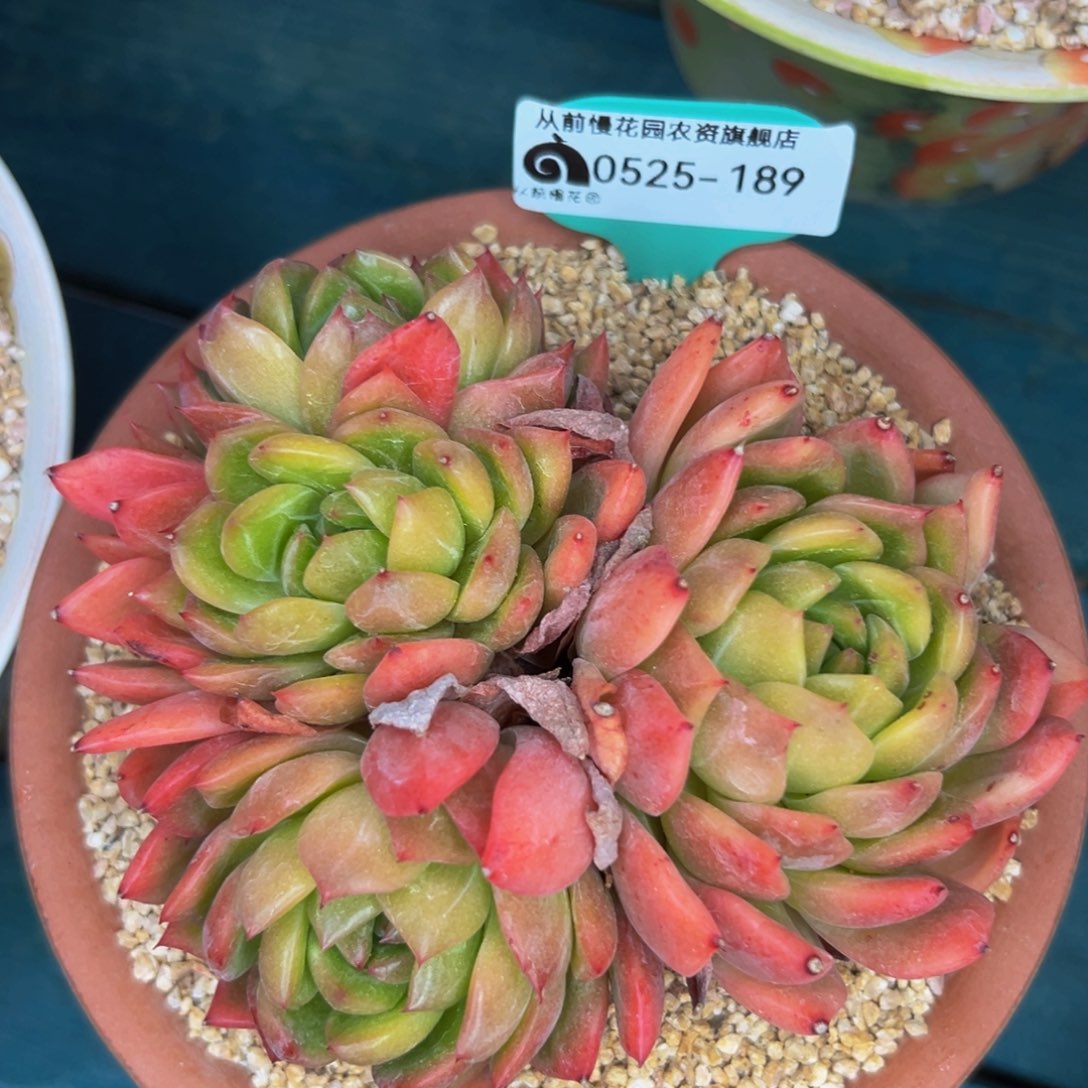 多肉一物一拍0525-189