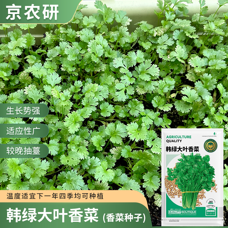 【农科院推荐】大叶香菜种子蔬菜种子小香菜种子香菜籽蔬菜瓜果种子