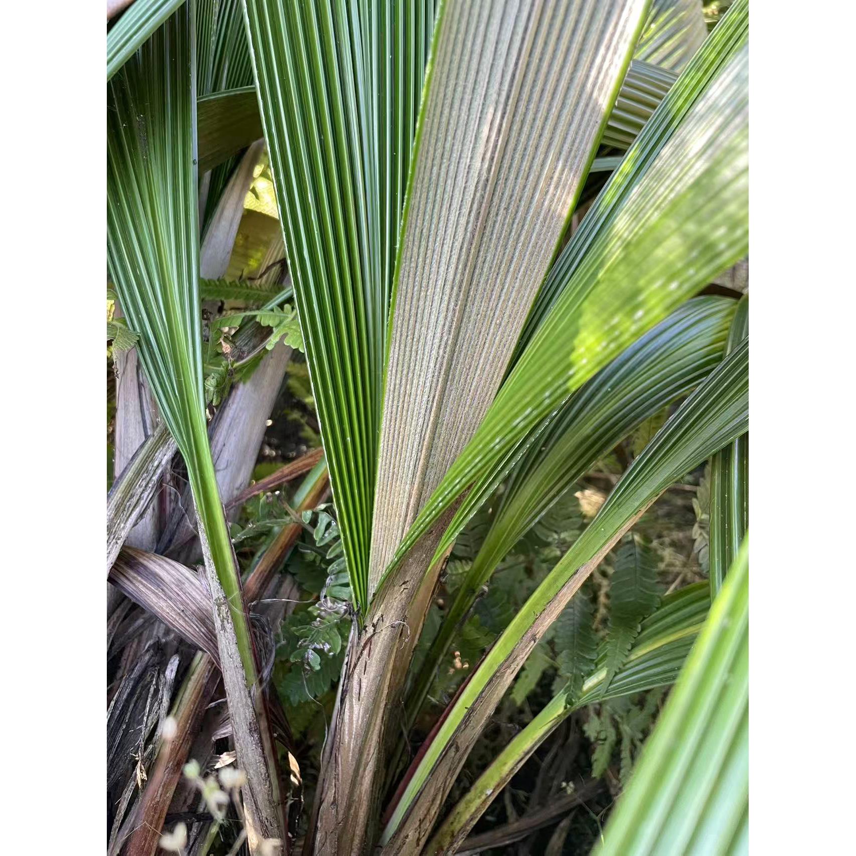 仙茅盆景，室内室外种植