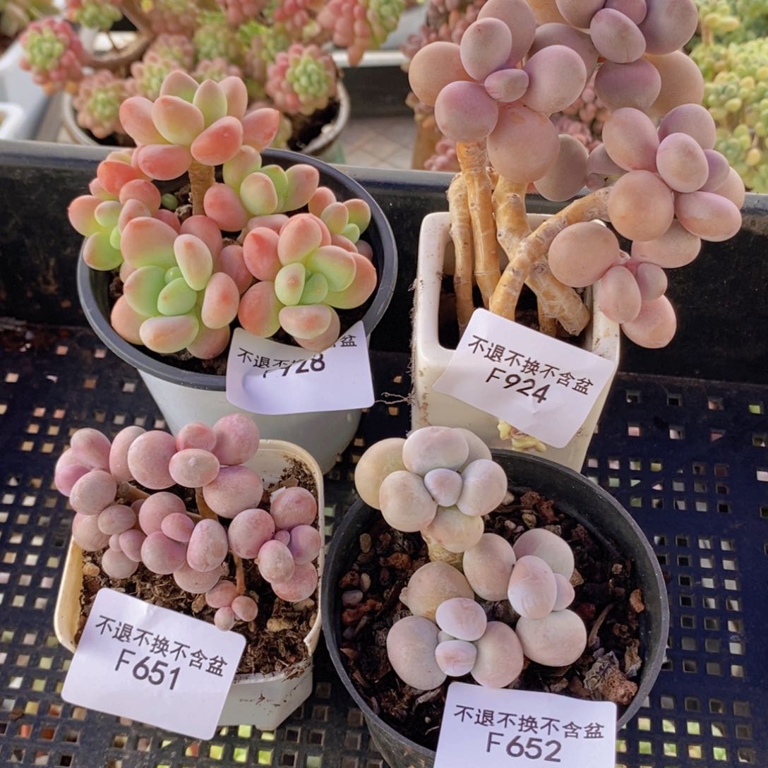 洛神19，桃蛋19，15，奶酪29多肉植物