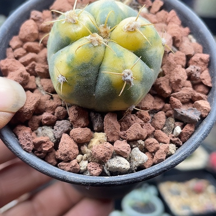 圣王锦一颗包邮发货