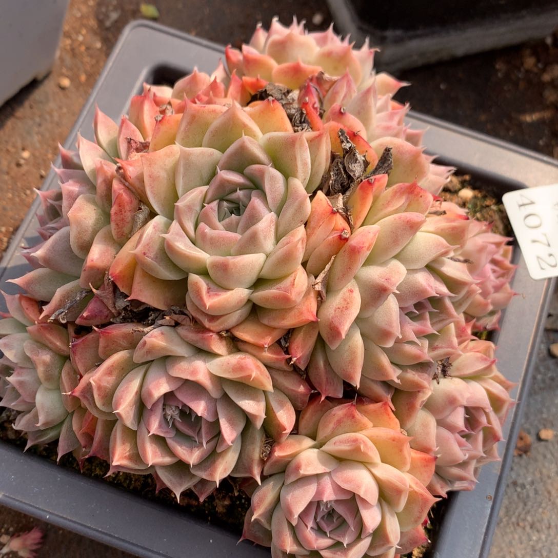 4072新年快乐发发发