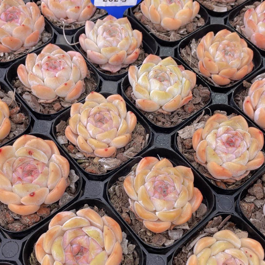 202号蜜桃冰魄单头两个