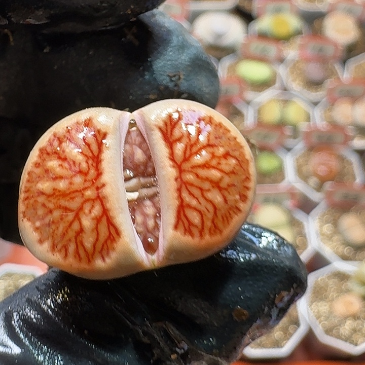 生石花23:：：。  135