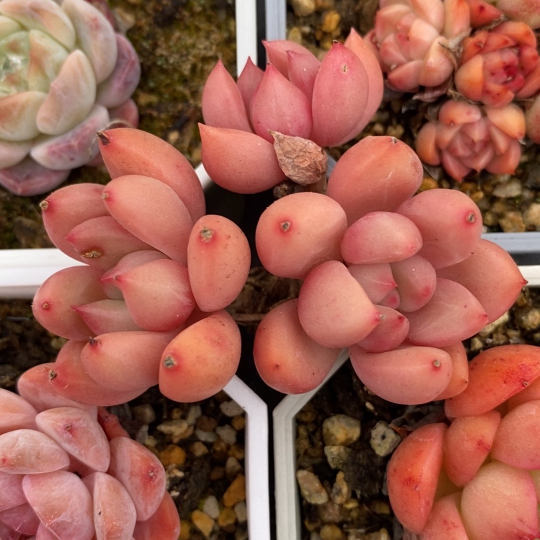 健健康康快快乐乐满38包邮多肉