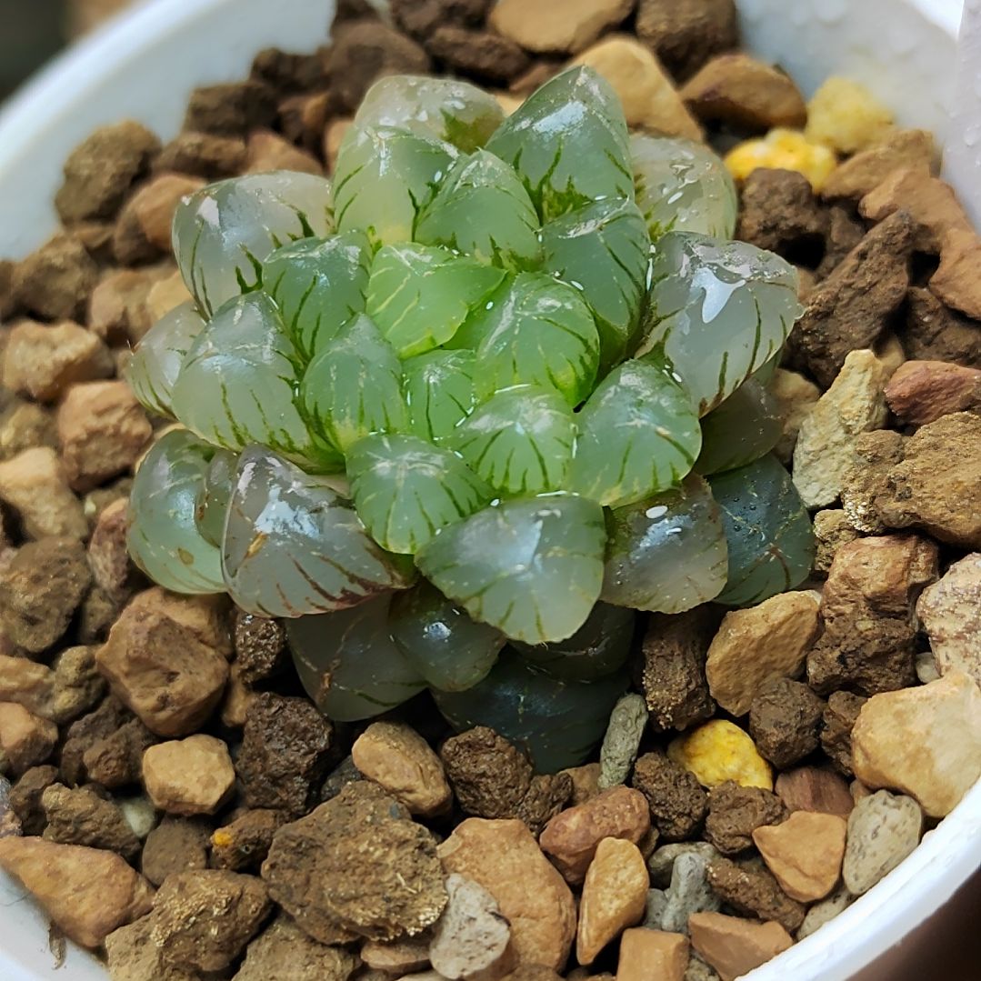 姬玉露锦 3.5厘米左右一物一拍带盆