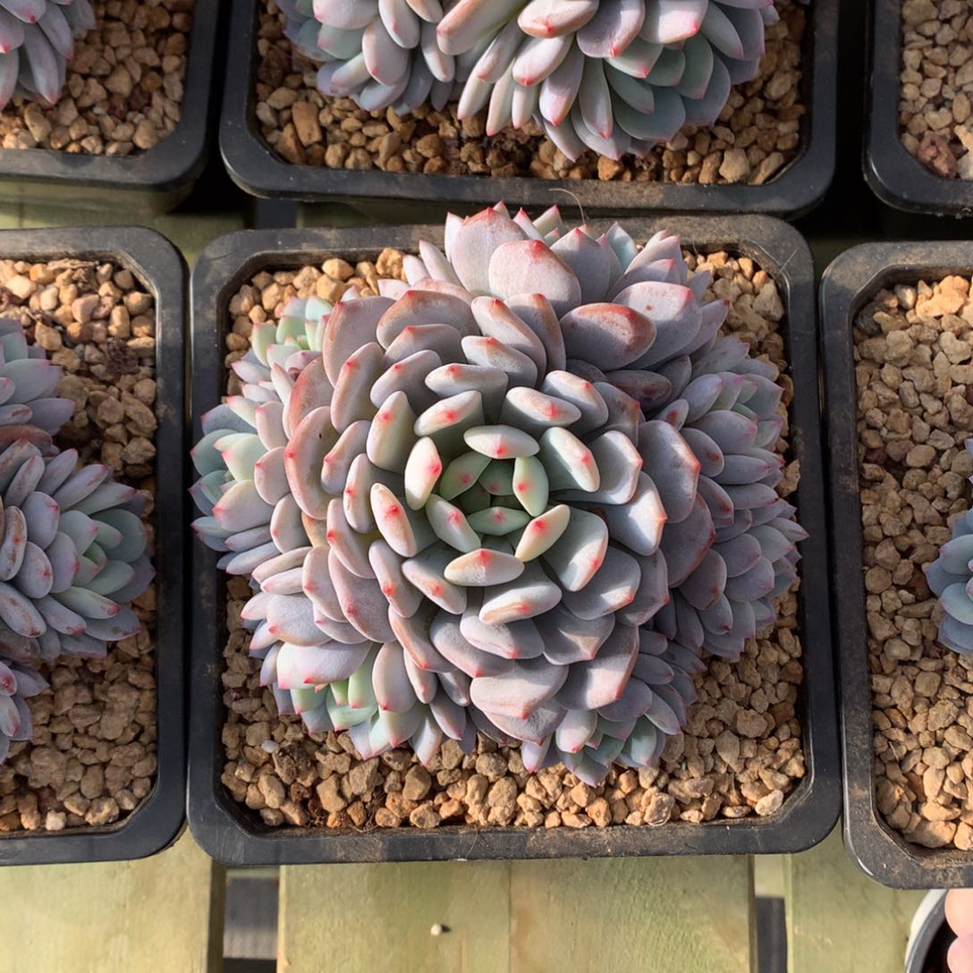 星星橙手捧 一颗   