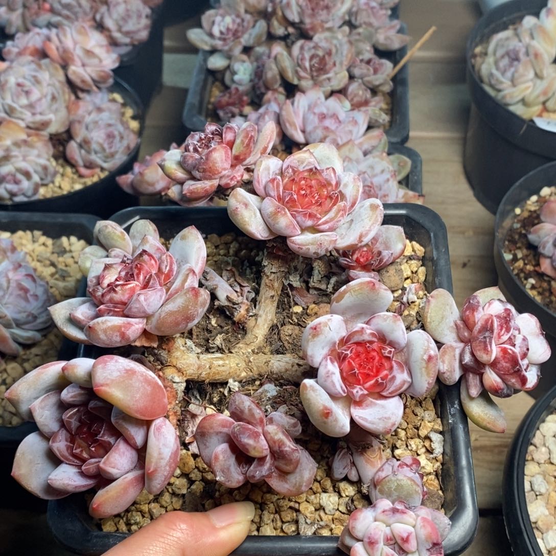 粗腿变易钻石心哈哈