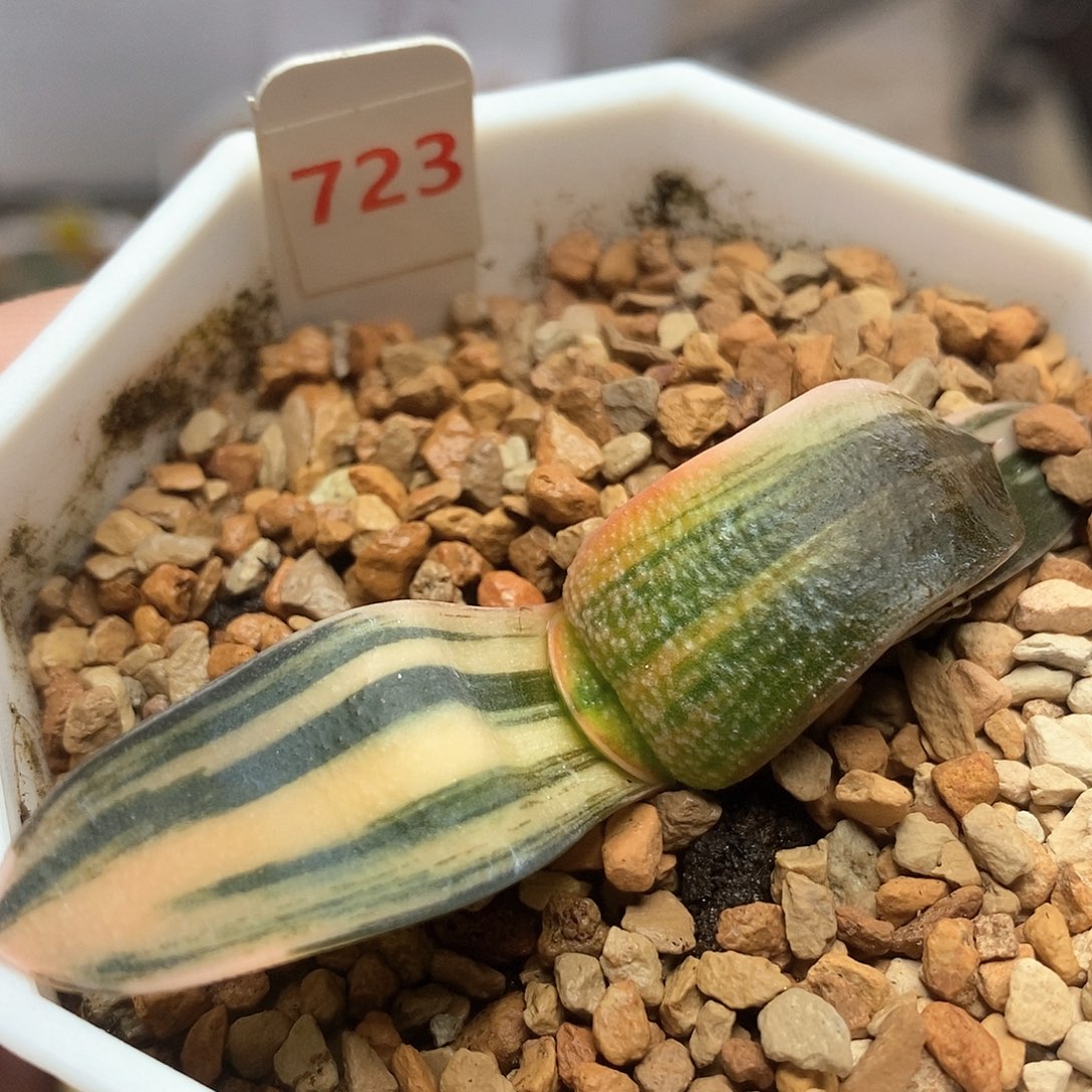 723号珍珠卧牛锦一物一拍