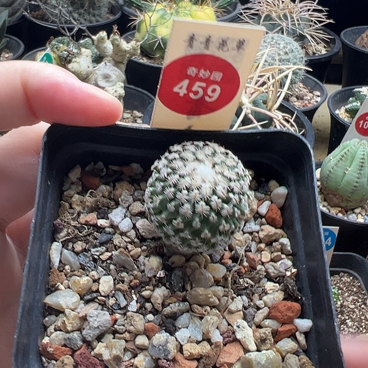 实生海胆娇丽2.4cm