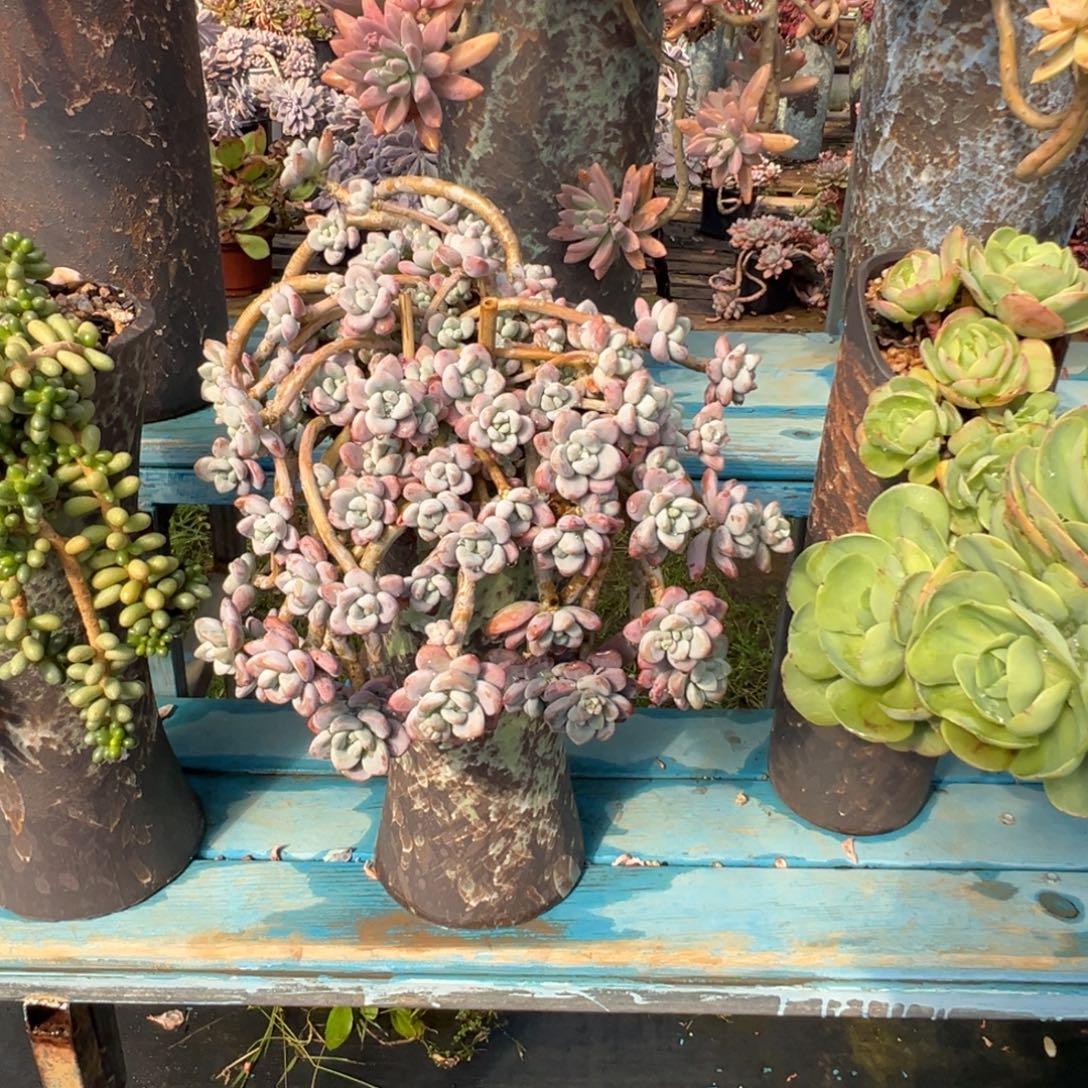 精品红洛神妖桩裸肉