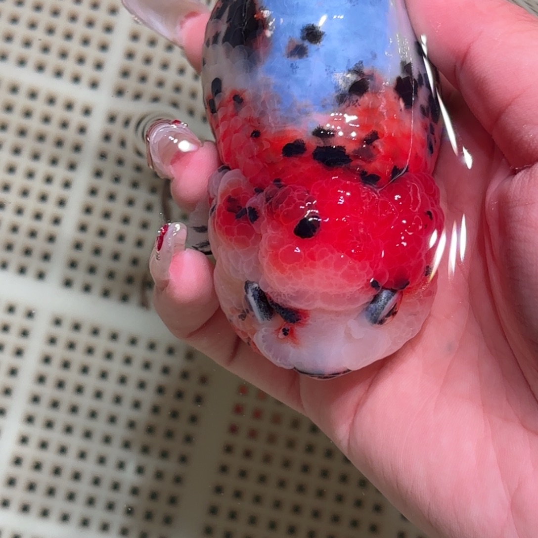 王***胖金鱼拍包装包邮不拍包装运费到付