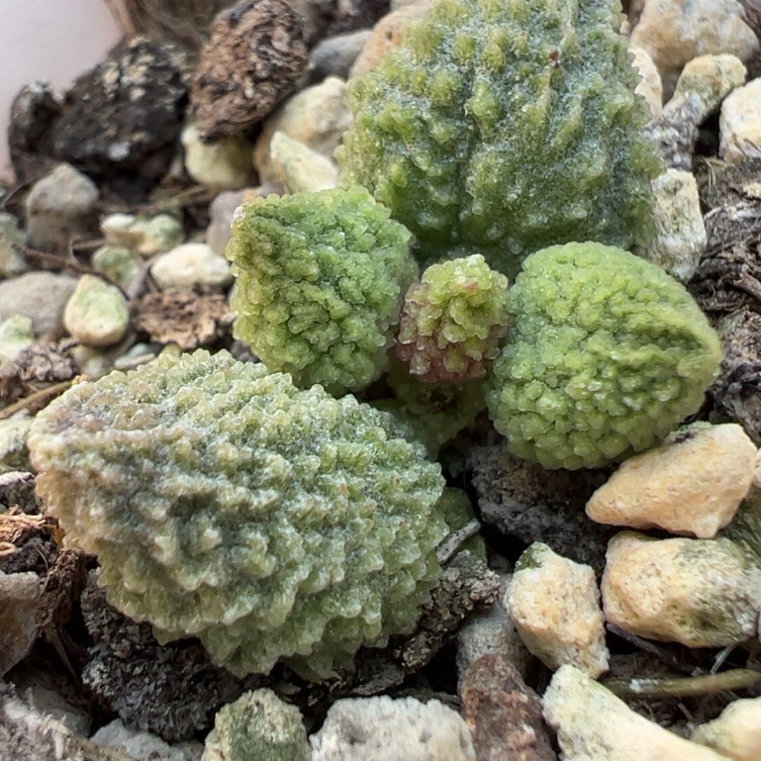 丸叶翠绿石成株多肉植物水泡
