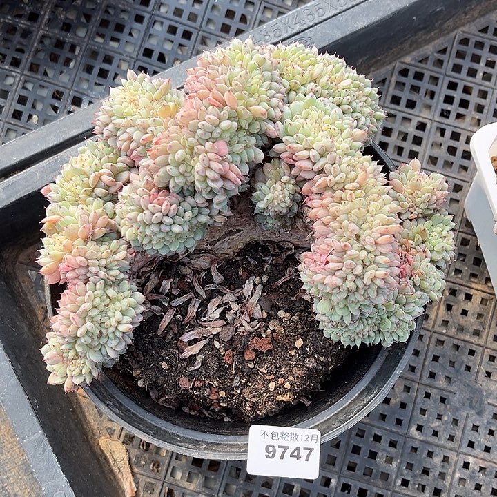 阿雅园艺。        9747白胖子缀