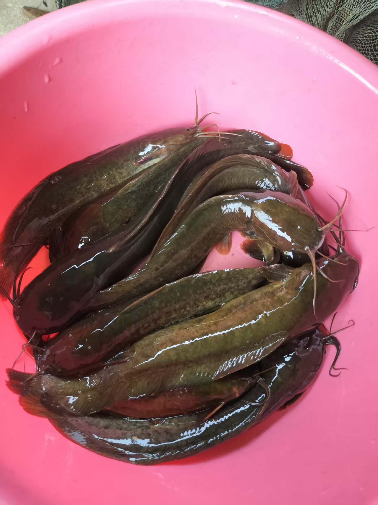 广西野生本地塘角鱼