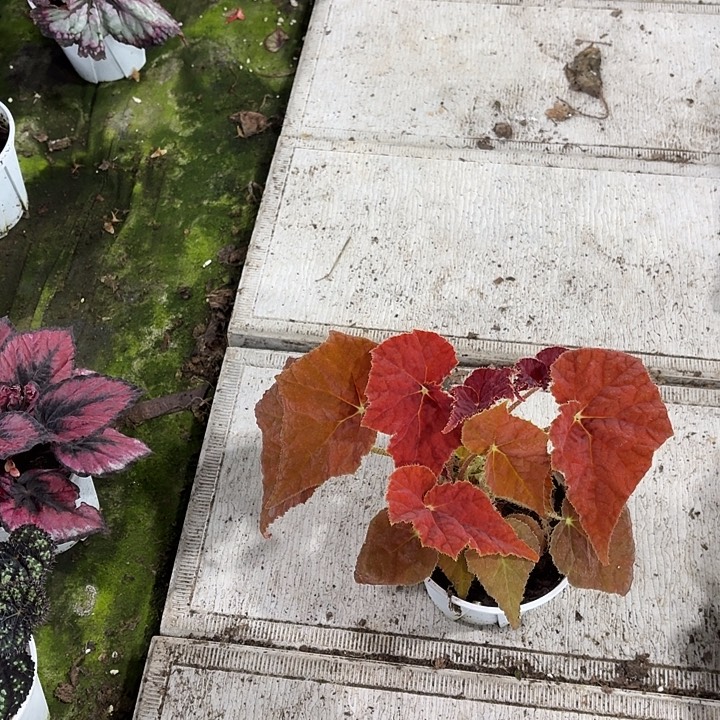 完全开放秋之华秋海棠