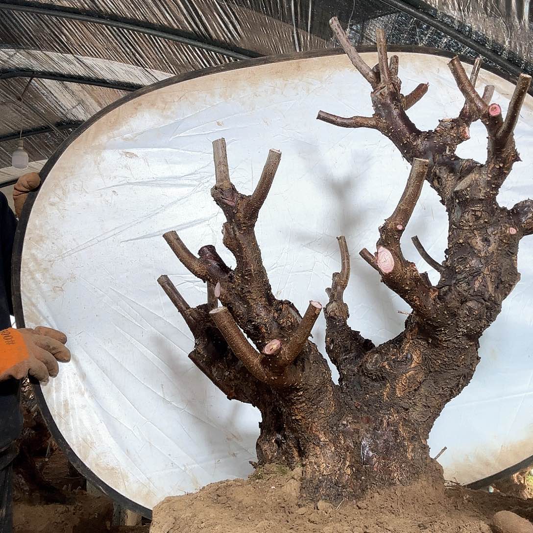 6190红梅红梅1棵