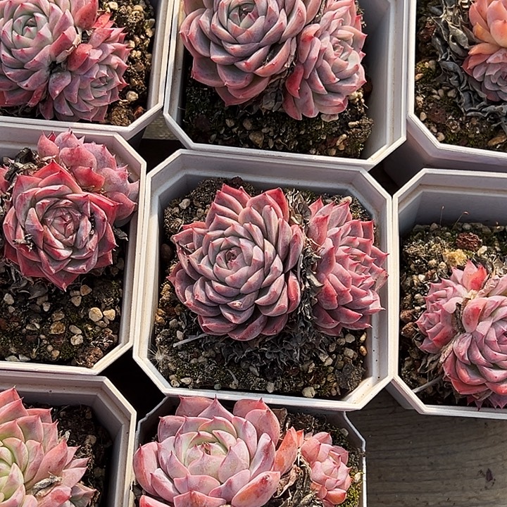 大白盆        孤星群