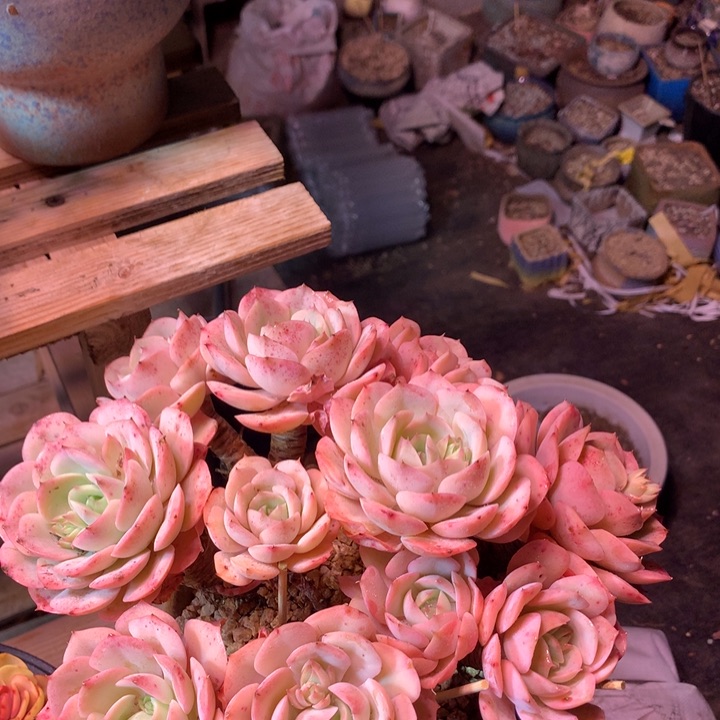 蓝色苍鹭多肉植物