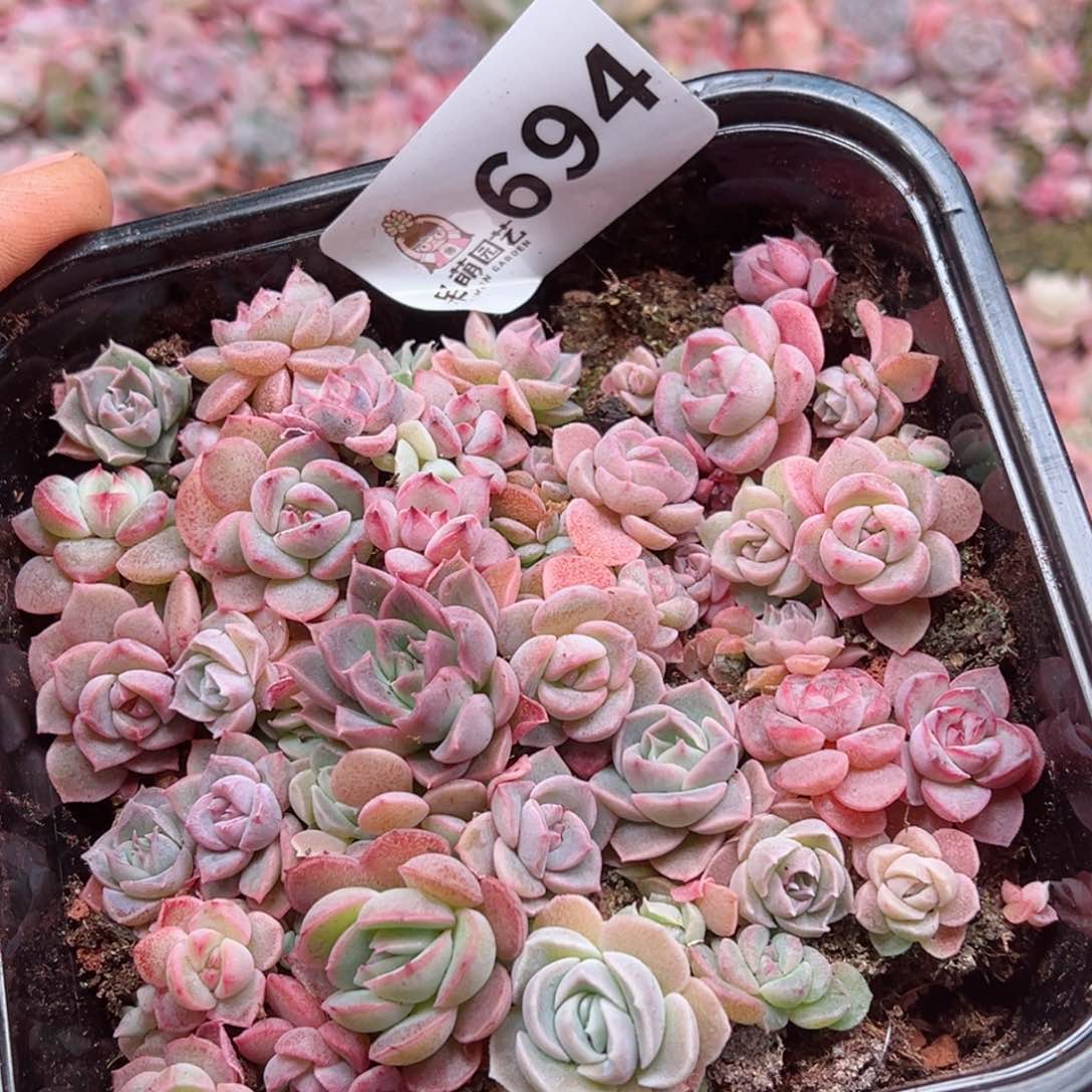 多肉植物多肉植物