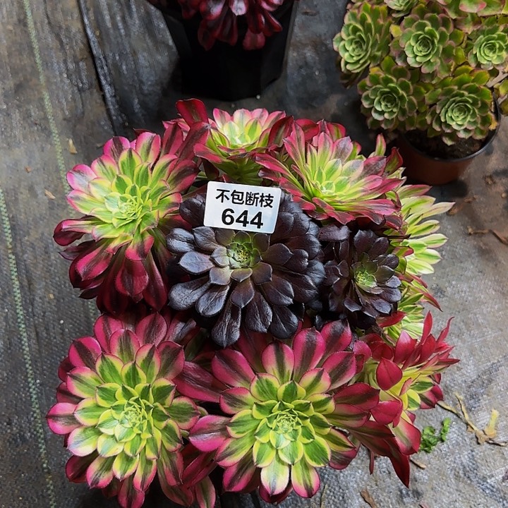 644多肉法师锦111