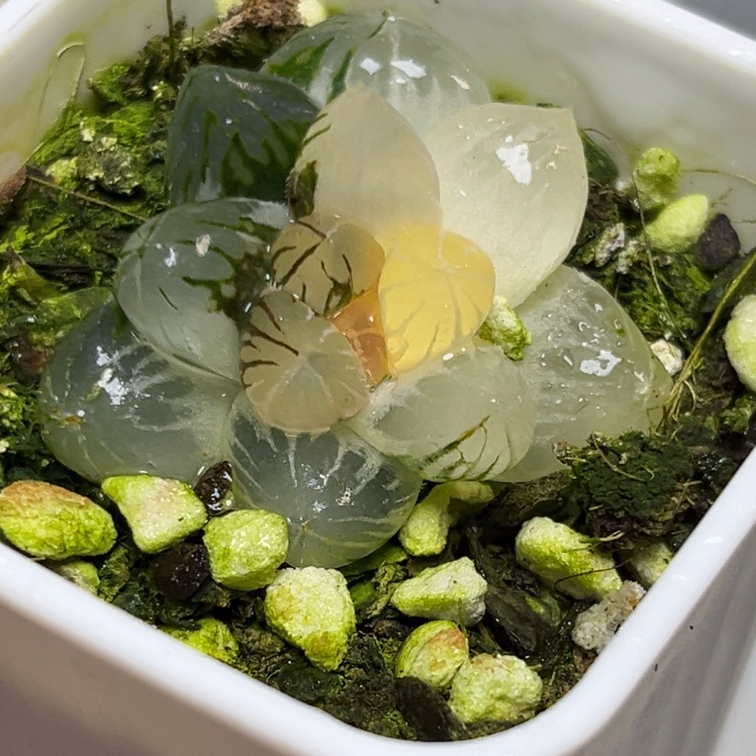 十二卷多肉植物1931龙爪