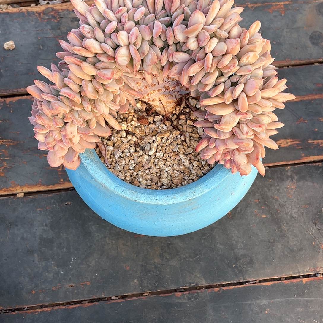 沫***光多肉植物一物一拍