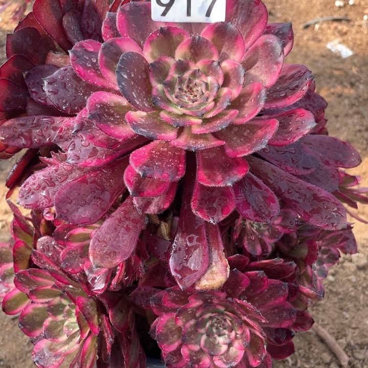 917多肉植物红金刚