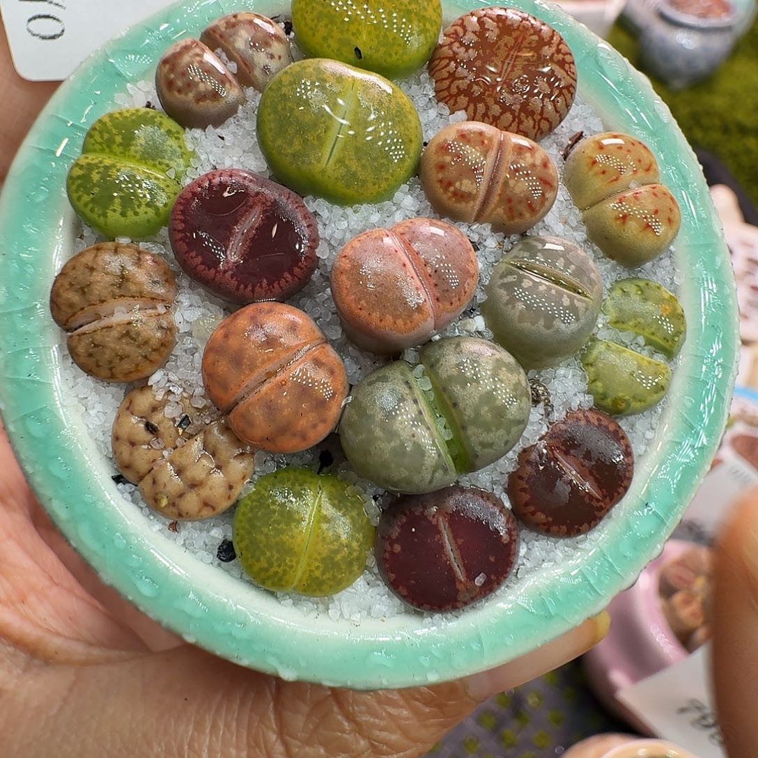 多肉植物福利冲820