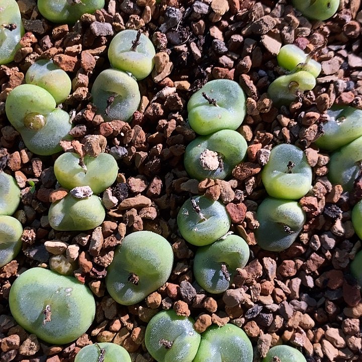 25369。   双头水晶鞋一颗。    