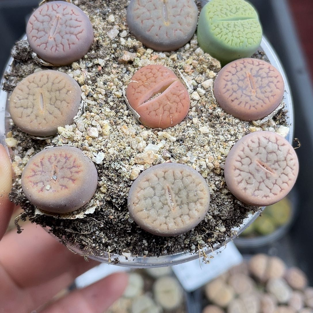 875000000花花花花花