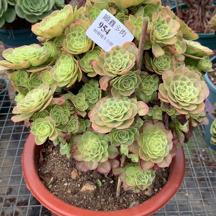 954雨荷多肉植物特价