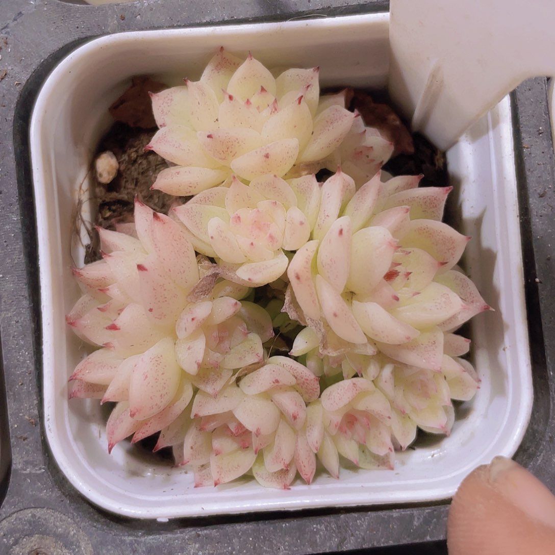 麦秆a055一物一拍