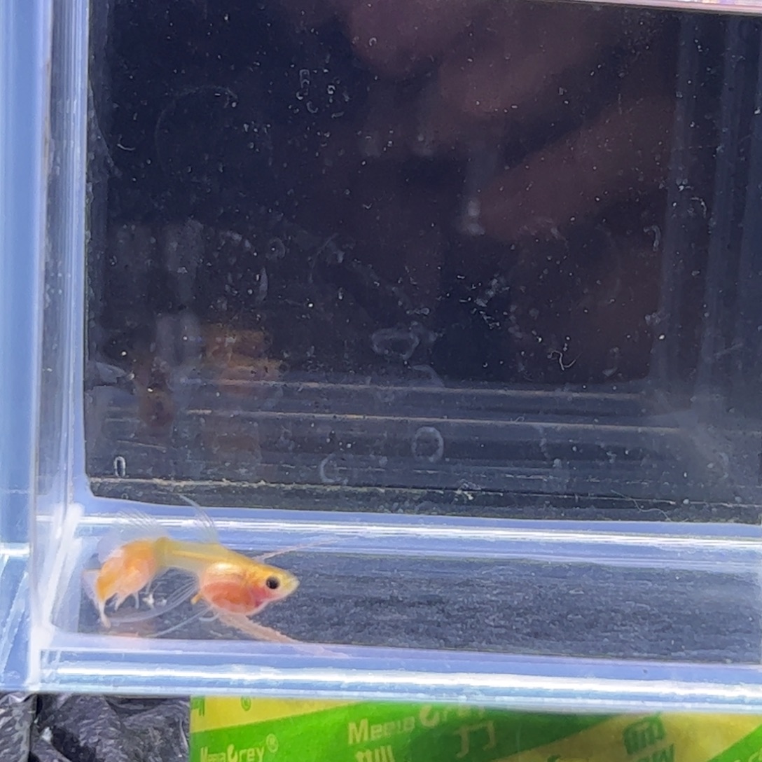 孔雀鱼蓝水晶c11111111111