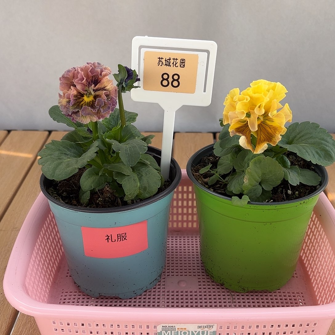 大部分开放少量花苞88