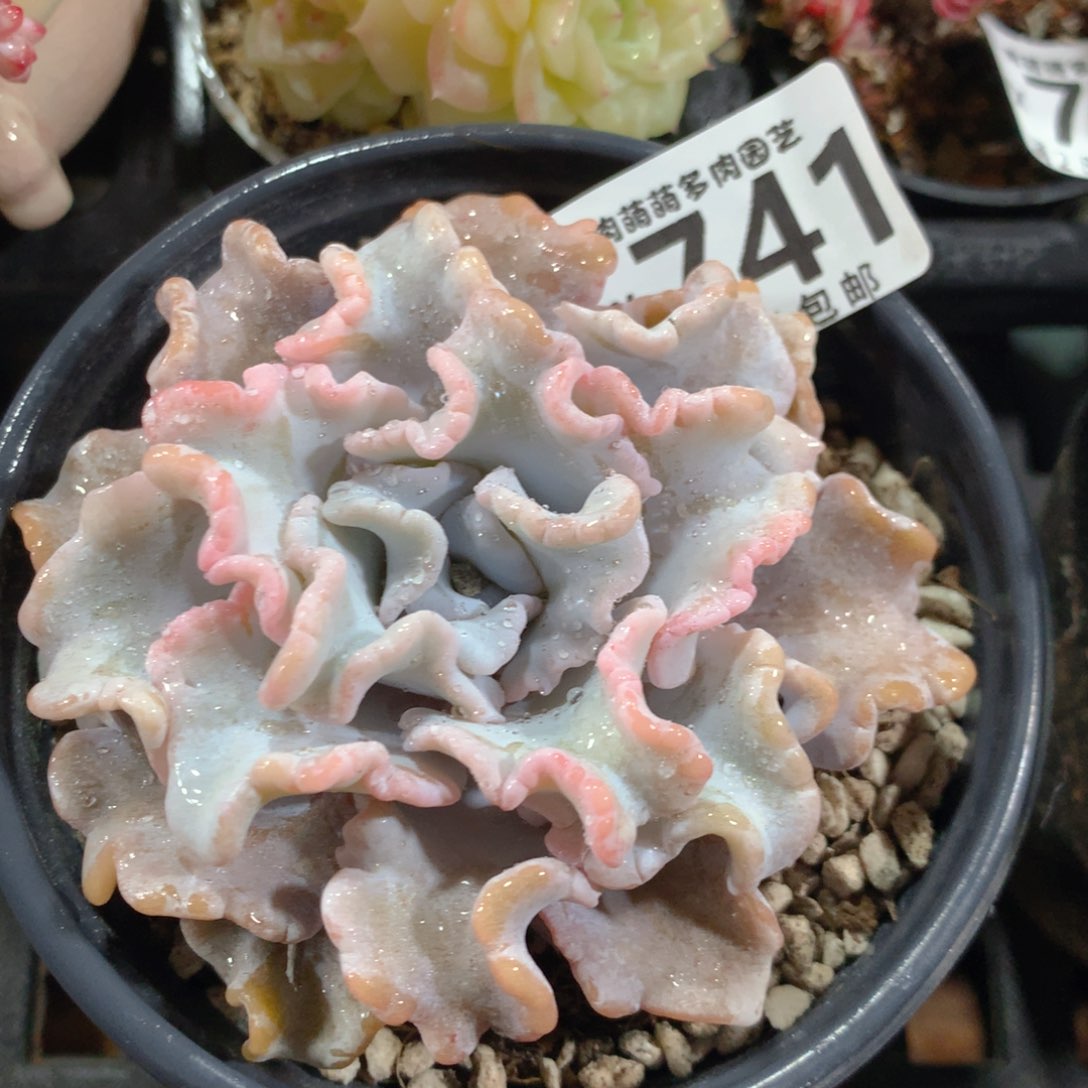 5CM拇指盆精控多肉YX741