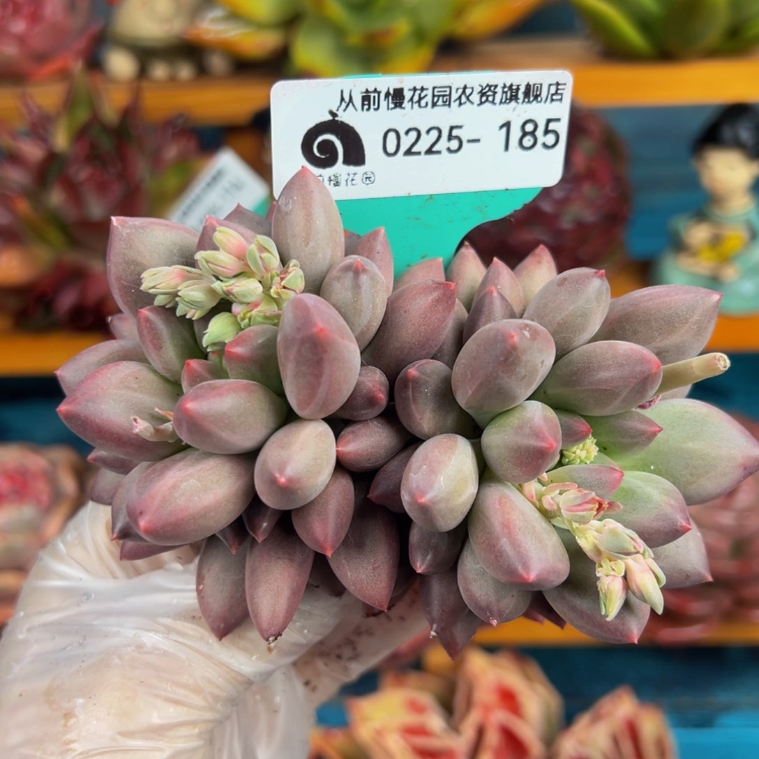 从前慢多肉精选编号0225.185