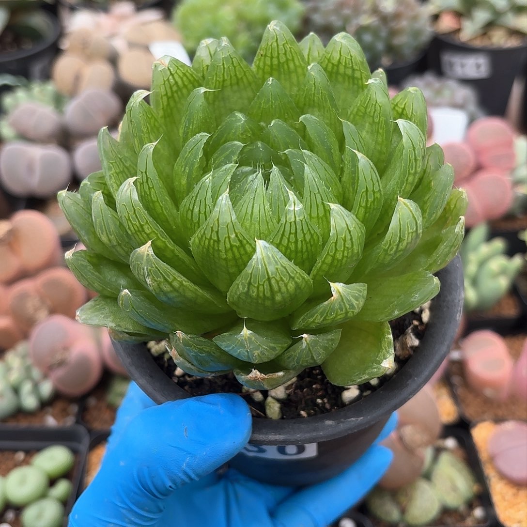 330 实生樱水晶大母本 带盆土