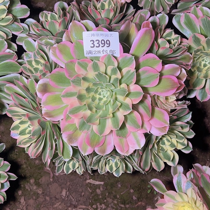 3399白凤多肉植物2号的