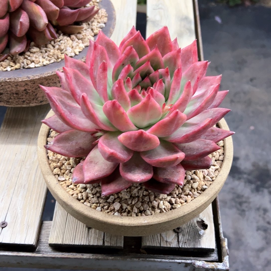 粉钻58 零零多肉植物