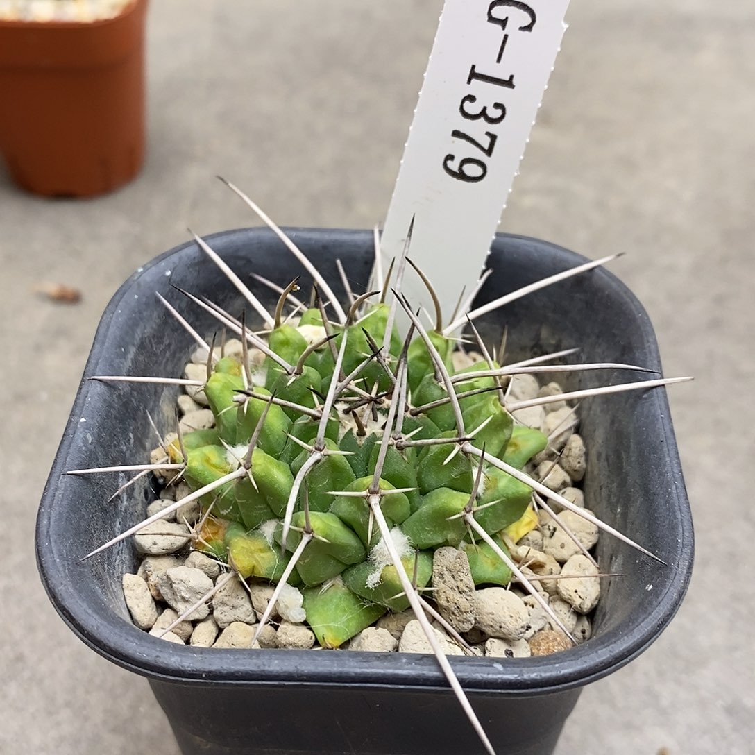 叻***嘈G1379花有转盘仙人球