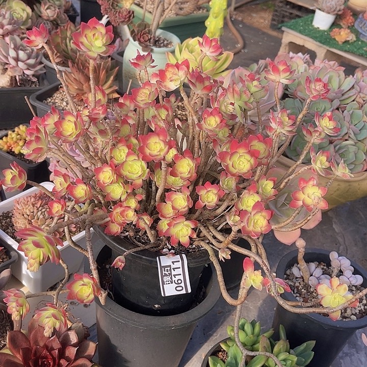 薄化妆06111多肉植物