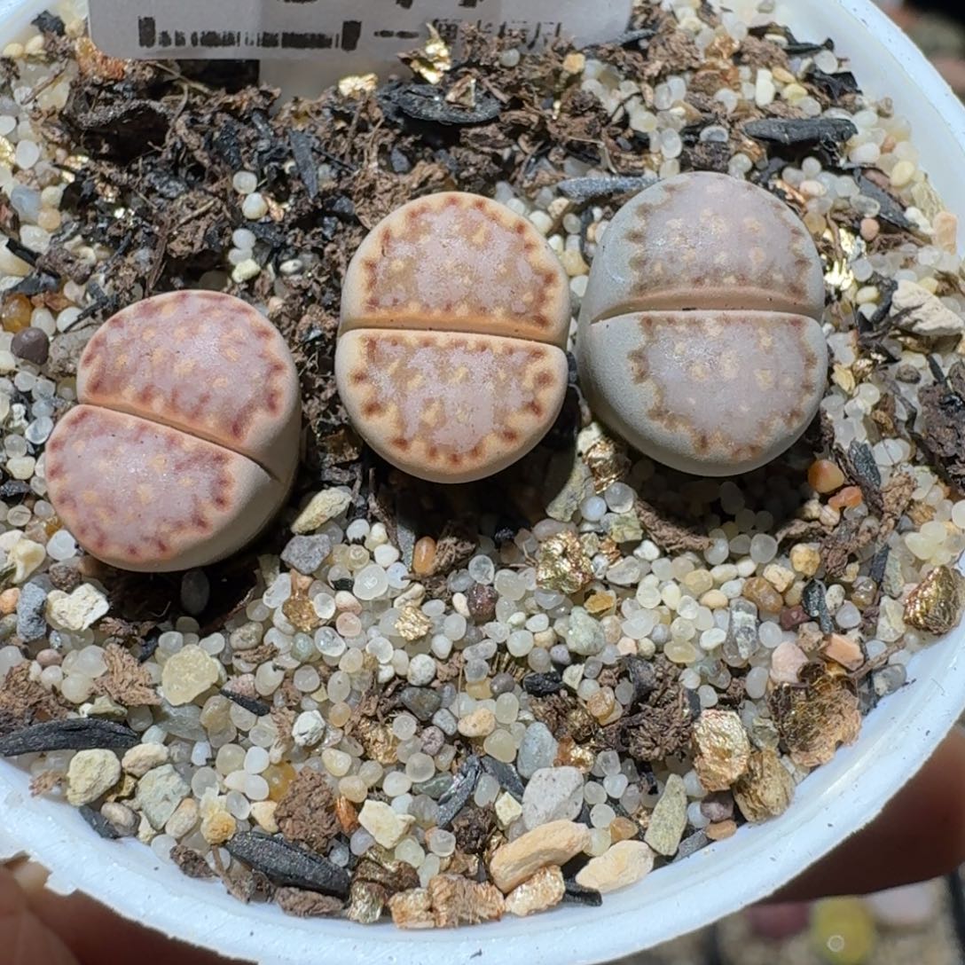 Ssss清仓便宜出了