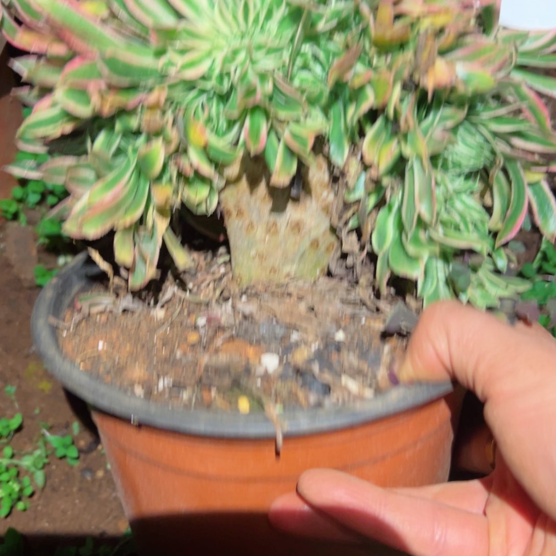 2348 号多肉植物法师新年福利