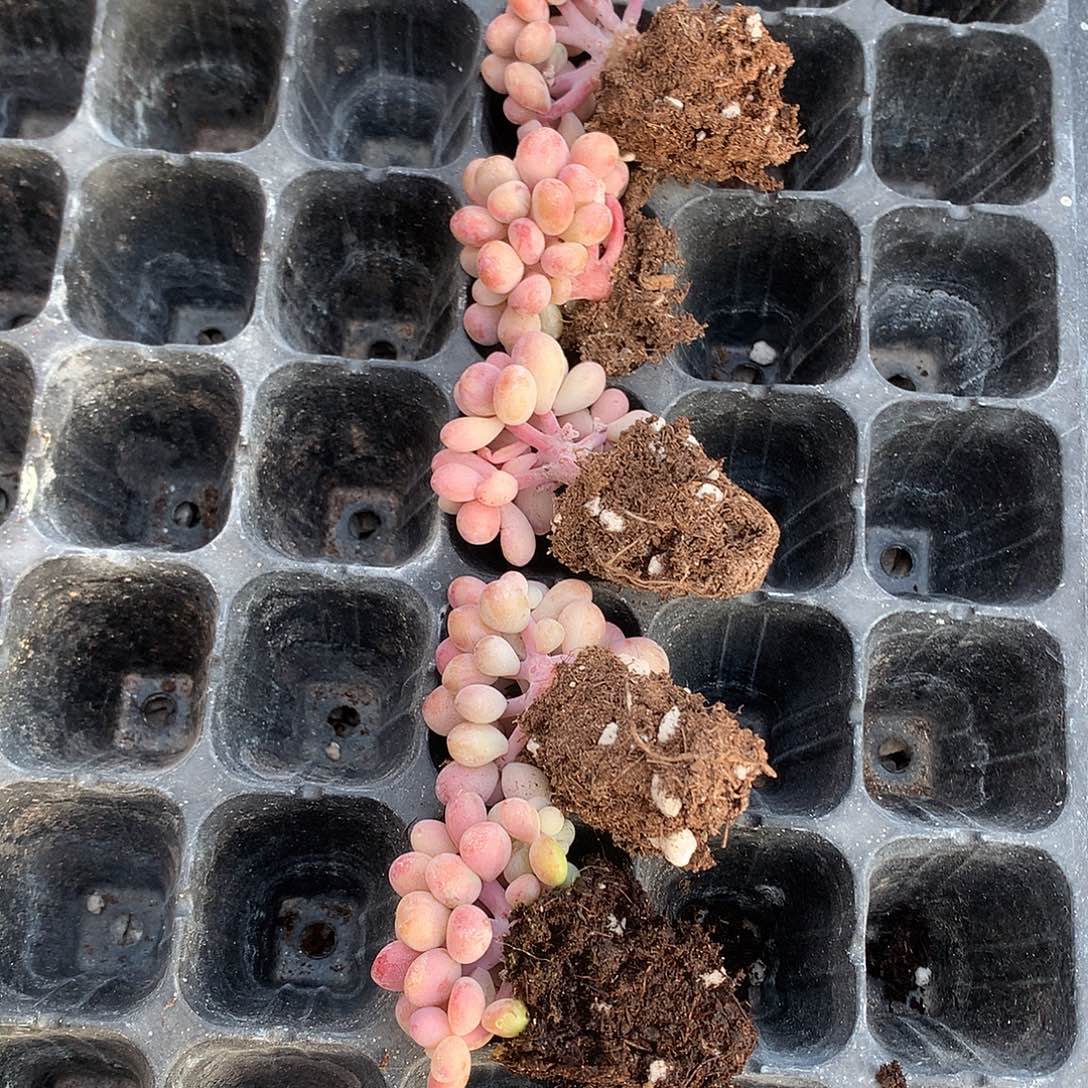 多肉植物一物一拍