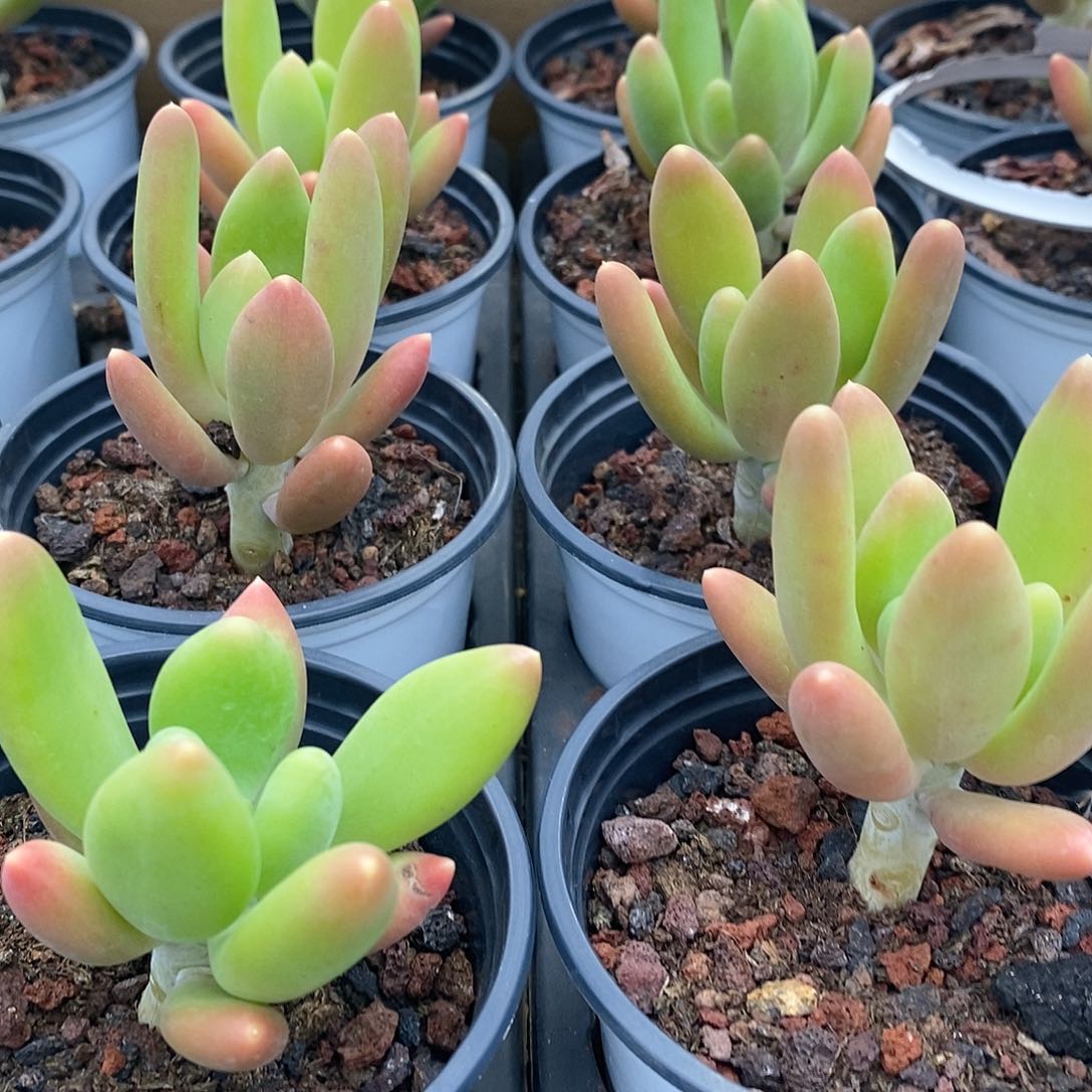 团金蟾，福利多多