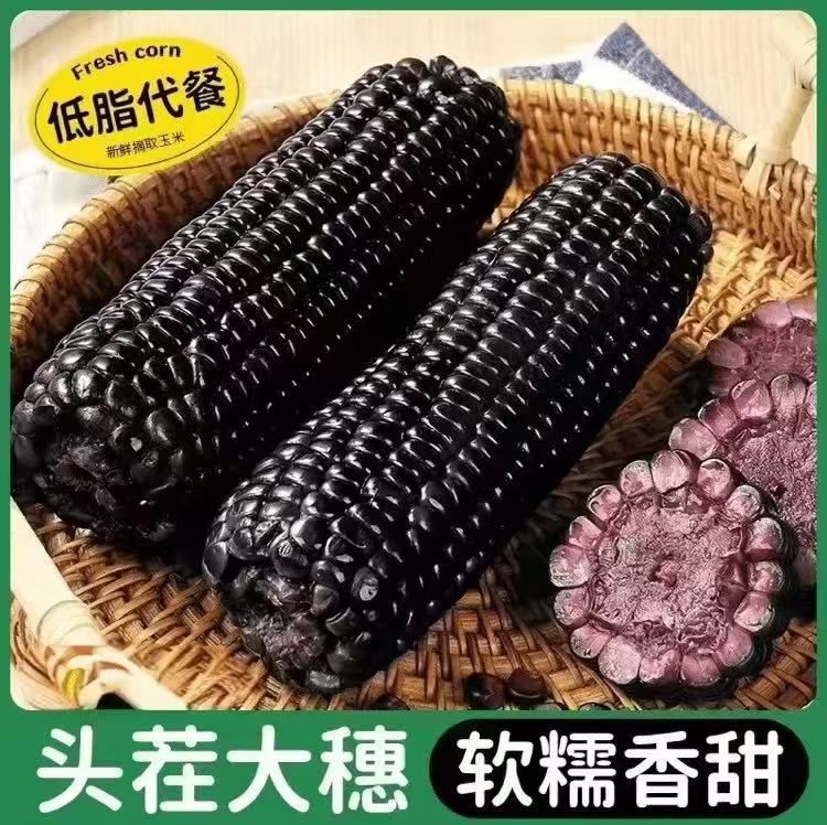 【大棒整箱7-7.5斤左右】黑色蓝莓玉米拍10送2发12 试吃2支J