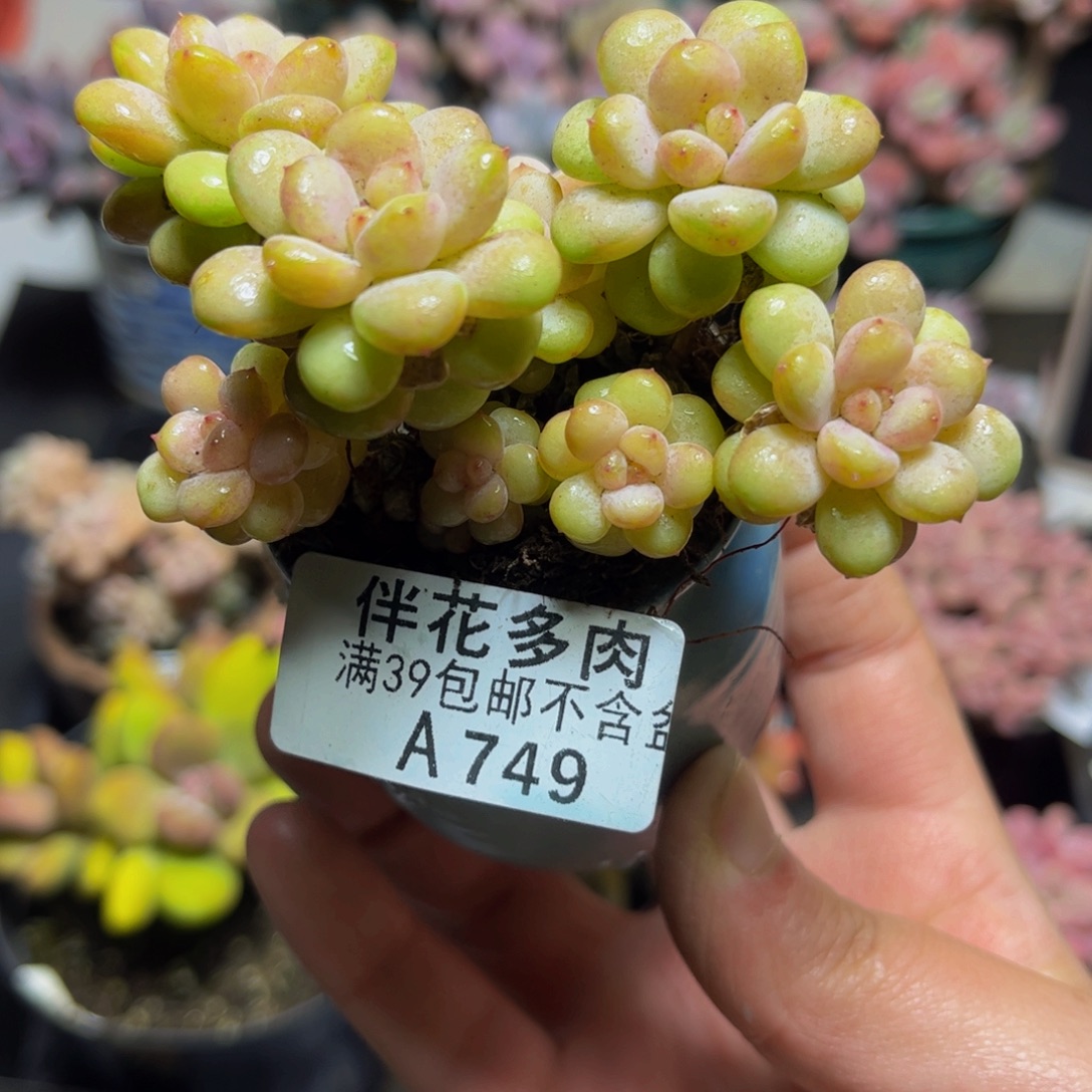 749阳光玫瑰9厘米