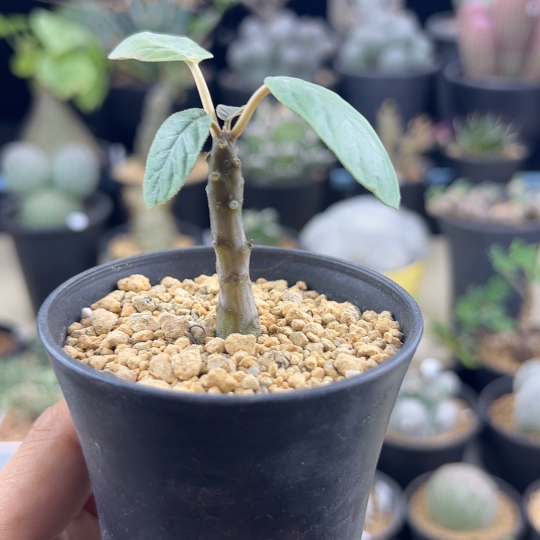 小琉桑实生一物一拍