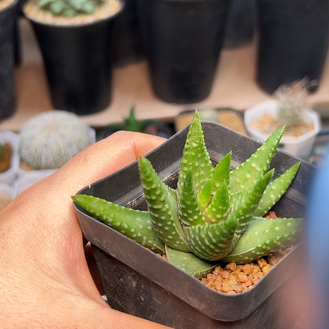 丸叶帝王圈一颗8cm